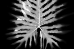 Simon Couvin